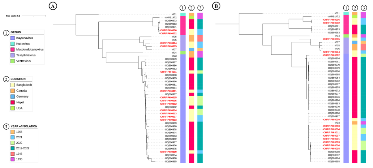 Phylogenetic Tree of Phages